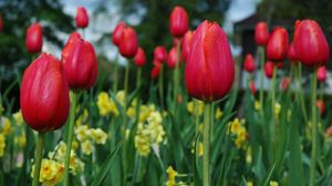 Preview wallpaper tulips, flowers, flowerbed, spring, close-up