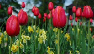 Preview wallpaper tulips, flowers, flowerbed, spring, close-up