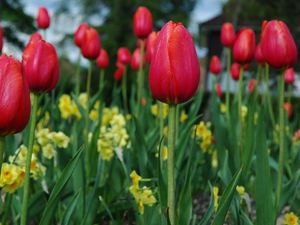 Preview wallpaper tulips, flowers, flowerbed, spring, close-up