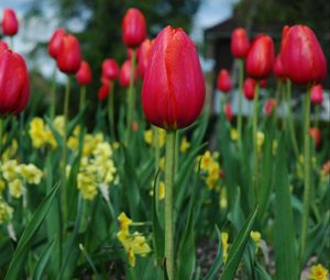 Preview wallpaper tulips, flowers, flowerbed, spring, close-up