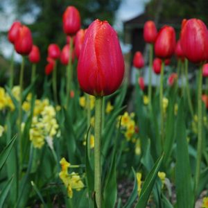 Preview wallpaper tulips, flowers, flowerbed, spring, close-up