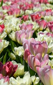 Preview wallpaper tulips, flowers, flowerbed, licentious, sunny