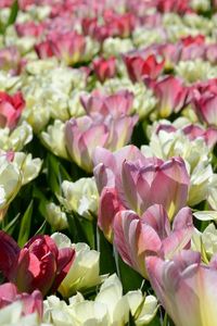 Preview wallpaper tulips, flowers, flowerbed, licentious, sunny