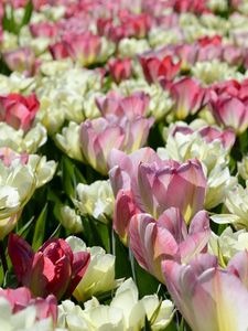 Preview wallpaper tulips, flowers, flowerbed, licentious, sunny