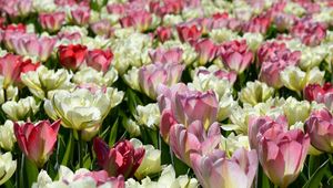 Preview wallpaper tulips, flowers, flowerbed, licentious, sunny