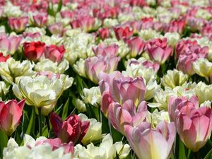 Preview wallpaper tulips, flowers, flowerbed, licentious, sunny