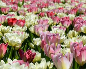 Preview wallpaper tulips, flowers, flowerbed, licentious, sunny