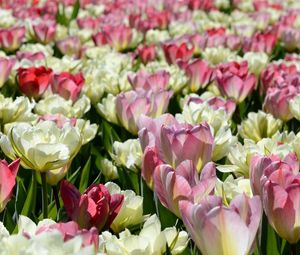 Preview wallpaper tulips, flowers, flowerbed, licentious, sunny