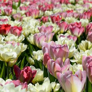 Preview wallpaper tulips, flowers, flowerbed, licentious, sunny