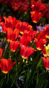 Preview wallpaper tulips, flowers, flowerbed, sunny, mood