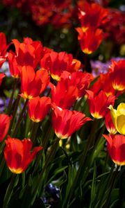 Preview wallpaper tulips, flowers, flowerbed, sunny, mood