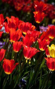 Preview wallpaper tulips, flowers, flowerbed, sunny, mood