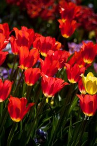 Preview wallpaper tulips, flowers, flowerbed, sunny, mood