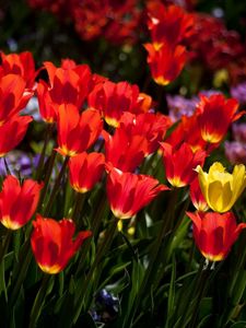 Preview wallpaper tulips, flowers, flowerbed, sunny, mood