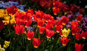 Preview wallpaper tulips, flowers, flowerbed, sunny, mood