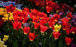 Preview wallpaper tulips, flowers, flowerbed, sunny, mood