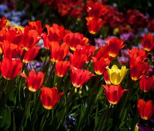 Preview wallpaper tulips, flowers, flowerbed, sunny, mood