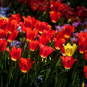 Preview wallpaper tulips, flowers, flowerbed, sunny, mood