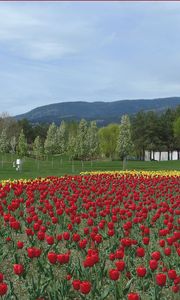 Preview wallpaper tulips, flowers, flowerbed