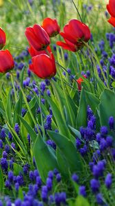 Preview wallpaper tulips, flowers, flowering, grass