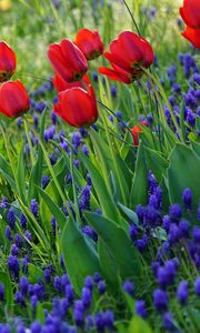 Preview wallpaper tulips, flowers, flowering, grass