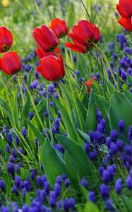 Preview wallpaper tulips, flowers, flowering, grass