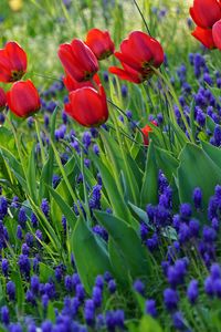 Preview wallpaper tulips, flowers, flowering, grass