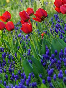 Preview wallpaper tulips, flowers, flowering, grass