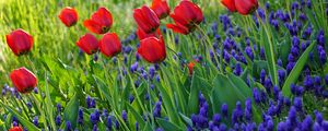 Preview wallpaper tulips, flowers, flowering, grass