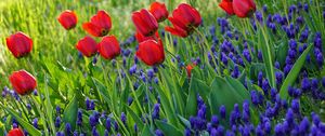 Preview wallpaper tulips, flowers, flowering, grass