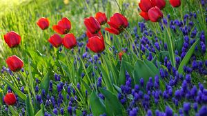 Preview wallpaper tulips, flowers, flowering, grass