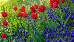 Preview wallpaper tulips, flowers, flowering, grass