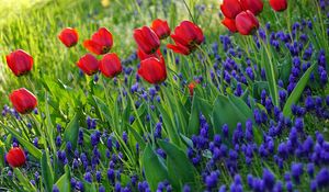 Preview wallpaper tulips, flowers, flowering, grass