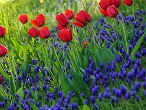 Preview wallpaper tulips, flowers, flowering, grass