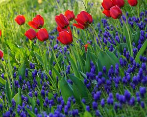 Preview wallpaper tulips, flowers, flowering, grass