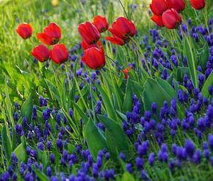 Preview wallpaper tulips, flowers, flowering, grass