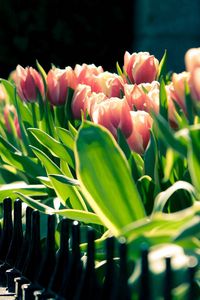 Preview wallpaper tulips, flowers, flowering, light
