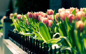 Preview wallpaper tulips, flowers, flowering, light