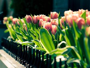 Preview wallpaper tulips, flowers, flowering, light