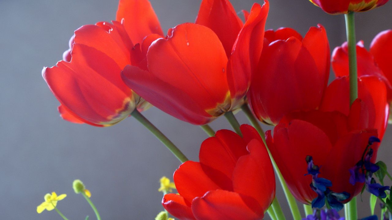 Wallpaper tulips, flowers, flowing, close-up