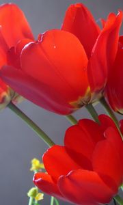 Preview wallpaper tulips, flowers, flowing, close-up