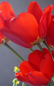 Preview wallpaper tulips, flowers, flowing, close-up