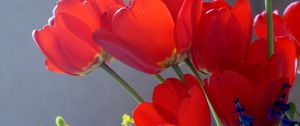 Preview wallpaper tulips, flowers, flowing, close-up