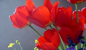 Preview wallpaper tulips, flowers, flowing, close-up