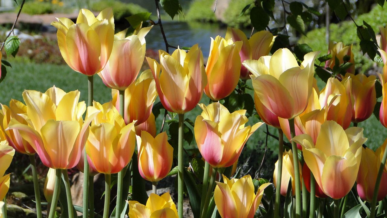 Wallpaper tulips, flowers, flowing, flowerbed, pond, park