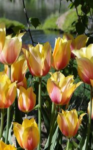 Preview wallpaper tulips, flowers, flowing, flowerbed, pond, park