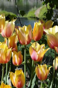 Preview wallpaper tulips, flowers, flowing, flowerbed, pond, park