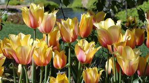 Preview wallpaper tulips, flowers, flowing, flowerbed, pond, park