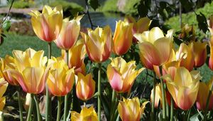 Preview wallpaper tulips, flowers, flowing, flowerbed, pond, park