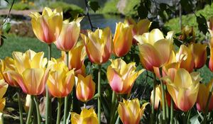 Preview wallpaper tulips, flowers, flowing, flowerbed, pond, park